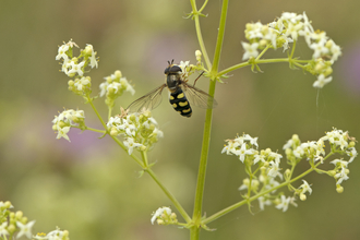 Hoverfly - Chris Gomersall 2020 Vision