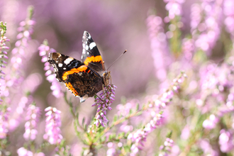 Red Admiral - Steve Aylward 