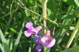 Marsh Pea