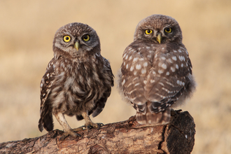 Owls - adobestock