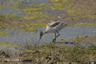 Avocet chick feeding at Carlton Marshes