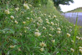 Sulphur clover - Simone Bullion 