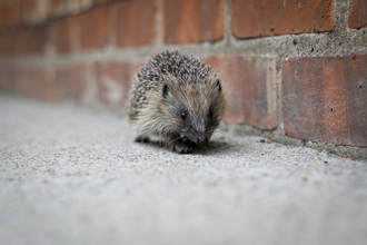 Hedgehog - Tom Marshall 
