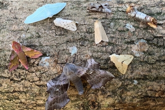 Moths from moth trap - Steve Aylward