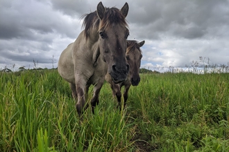 Konik ponies - Jamie Smith 