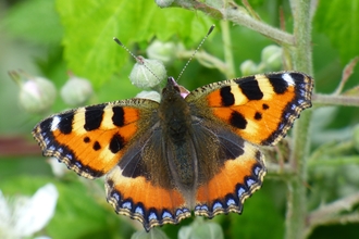 small tortoiseshell