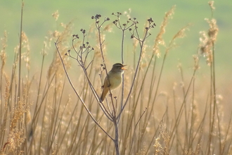 Suffolk Wildlife Trust