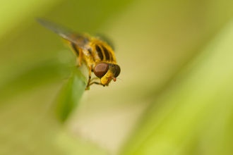 Suffolk Wildlife Trust