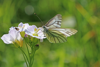 Green veined white butterfly - Steve Aylward