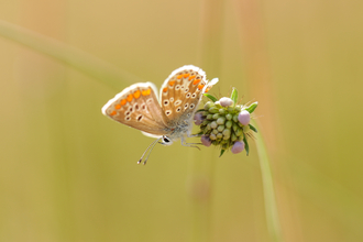 Brown argus - Steve Aylward