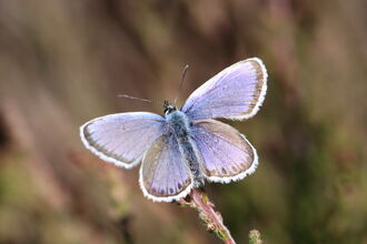 Silver studded blue - Steve Aylward