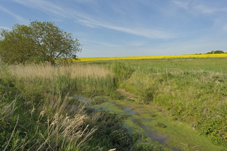 Freshwater pond - Chris Gomersall