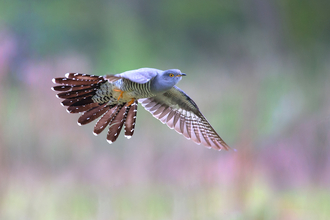 Cuckoo - Jon Hawkins/Surrey Hills Photography