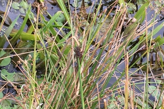 Fen raft spider - Ellen Shailes