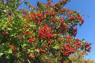 Hedgerows at Foxburrow Farm - Ben Calvesbert