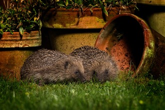 Hedgehogs - Jon Hawkins/Surrey Hills Photography