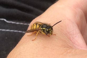 Common wasp - Hawk Honey