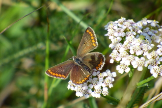 brown argus