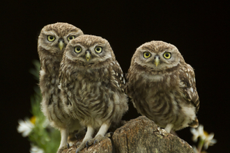 Little owls - Russell Savory