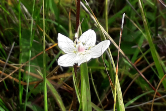 Grass of Parnassus at Thelnetham Fen - Debs Crawford
