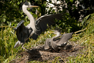Grey herons - Bertie Gregory/2020VISION