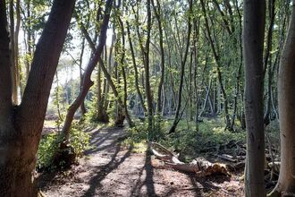 Combs Wood - Giles Cawston