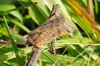 Lunar underwing moth at Church Farm - Daniel Doughty