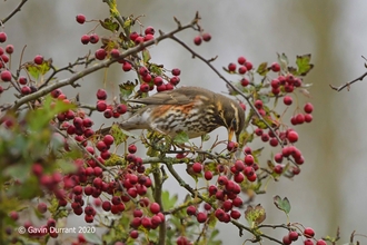 Redwing at Carlton Marshes