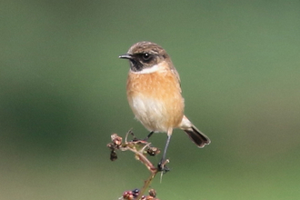 Stonechat at Redgrave & Lopham Fen - John Yaxley