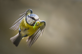 Blue tit - Gillian Lloyd 