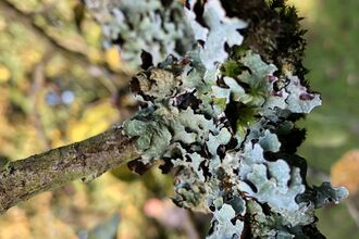 Hammered metal lichen 