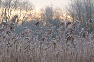 frozen reeds