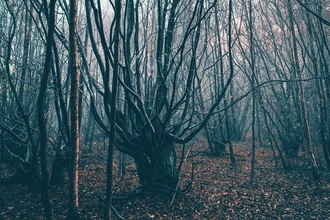 Reydon Wood - Sarah Groves