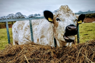 British white cow at Church Farm - Dan Doughty