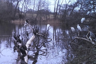 Great white egrets, cormorants and heron at Lound Lakes - Andrew Hickinbotham