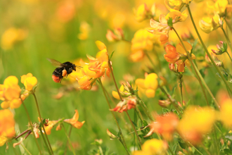 Red tailed bumblebee - John Hawkins Surrey Hills Photography