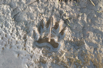 Badger print at Dingle Marshes – Jamie Smith