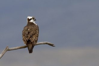 Male osprey - Andy Rouse