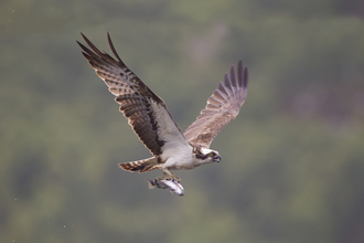 Osprey - Peter Cairns