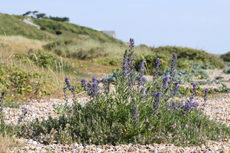 Vegetated shingle on Sizewell Beach - Steve Aylward