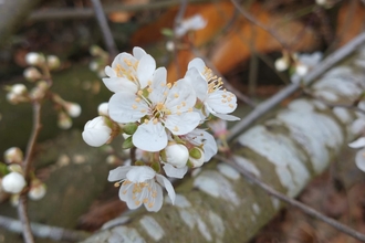 Cherry plum blossom – Ellen Shailes