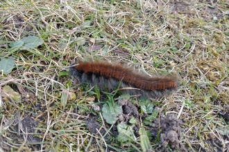 Fox moth caterpillar - David Stansfeld