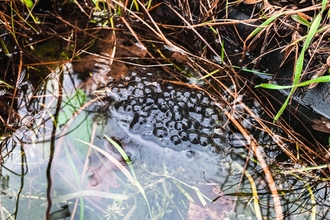 Frogspawn - Sarah Groves