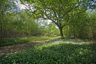 Bradfield Woods courtesy of Steve Aylward