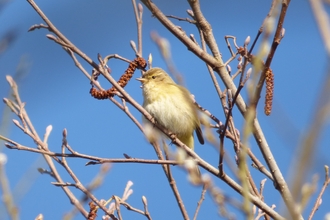 chiffchaff