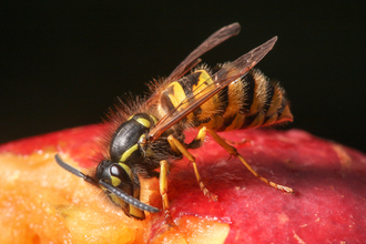 Common wasp, courtesy of Mike Snelle