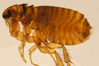 Cat flea