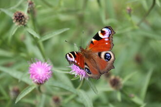 Peacock butterfly - Steve Aylward