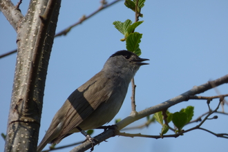 blackcap