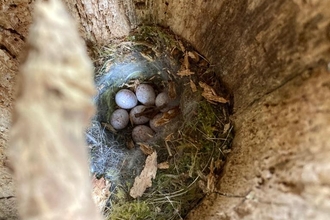 Birds nest in a rotten fence post at Blaxhall Common - Ben Calvesbert
